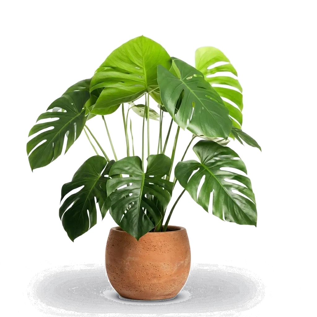 Lush potted monstera plant accessories