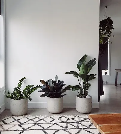Potted Tropical Plants against Minimalist White Wall