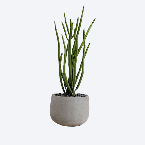 Potted Tall Plant — view 1